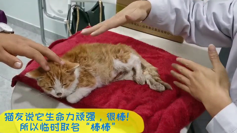 马尼拉流浪队员顽强战胜对手 马尼拉流浪队员顽强战胜对手